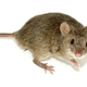 Image for article titled Male Mice Produce Rat Sperm in Novel Chimera Experiment